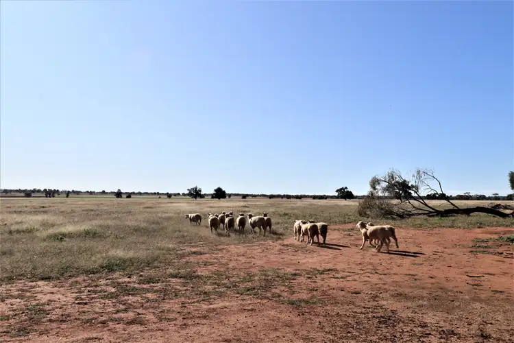 Sixth view of Homely rural property listing, 267 Bena Road, Ungarie NSW 2669