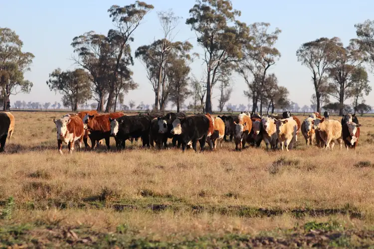 Second view of Homely rural property listing, 'Bonnie Doo' 2686 Mary Gilmore Way, Temora NSW 2666
