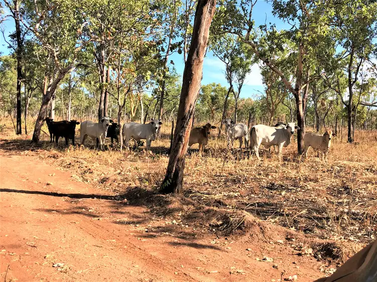 Seventh view of Homely rural property listing, 200 Dorisvale Rd, Katherine NT 850
