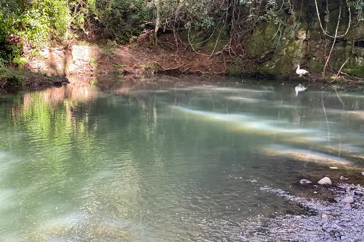 Sixth view of Homely rural property listing, 573 Blue Knob Road, Nimbin NSW 2480