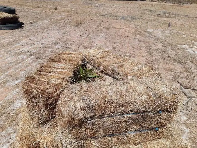 Sixth view of Homely rural property listing, 824 Richards Street, Wagin WA 6315