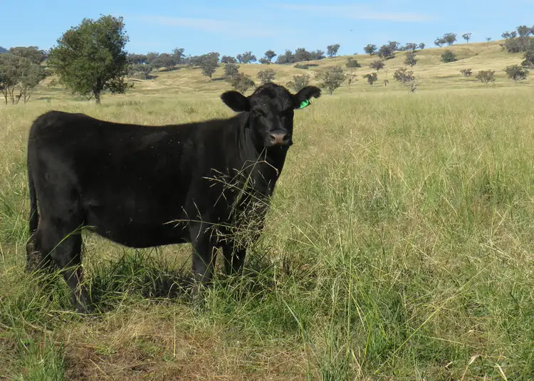 Second view of Homely rural property listing, Wattledale 877 Swinging Ridges Road, Warrah Creek NSW 2339