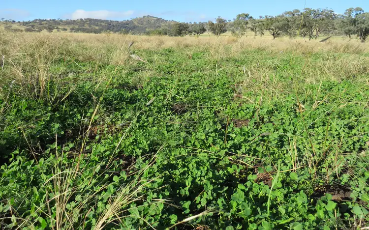 Third view of Homely rural property listing, Wattledale 877 Swinging Ridges Road, Warrah Creek NSW 2339