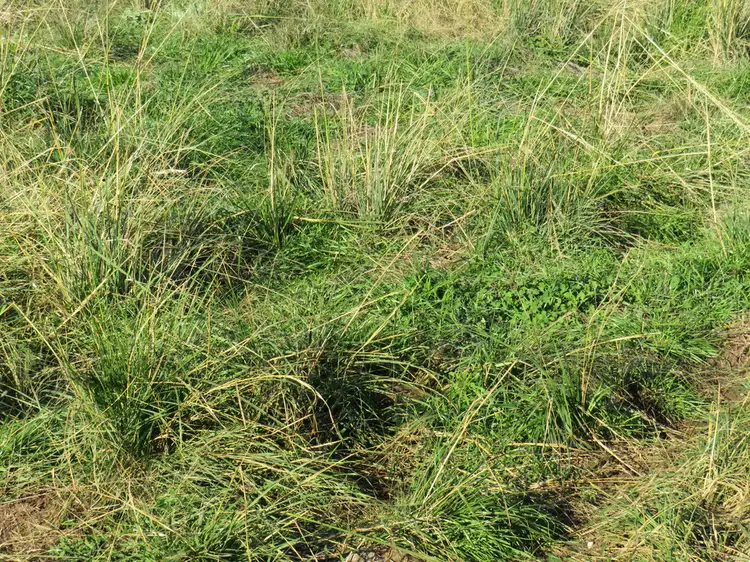 Fourth view of Homely rural property listing, Wattledale 877 Swinging Ridges Road, Warrah Creek NSW 2339