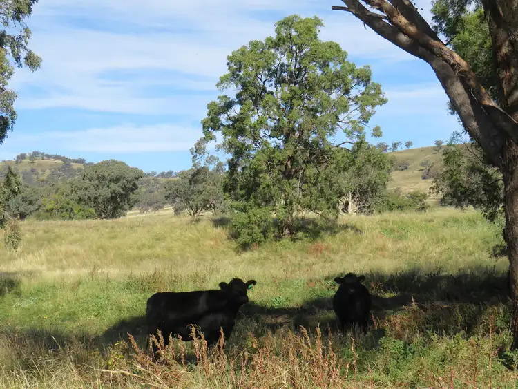 Seventh view of Homely rural property listing, Wattledale 877 Swinging Ridges Road, Warrah Creek NSW 2339