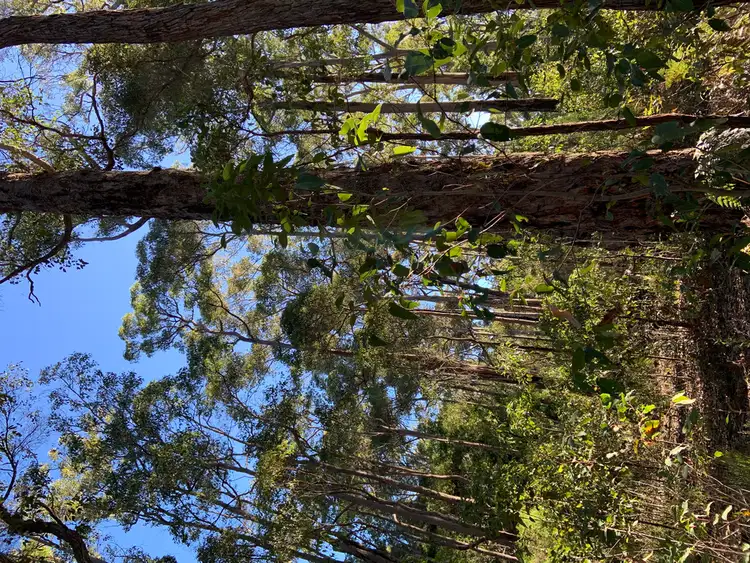 Fourth view of Homely land listing, Lot 18 KARRI LANE, Quinninup WA 6258