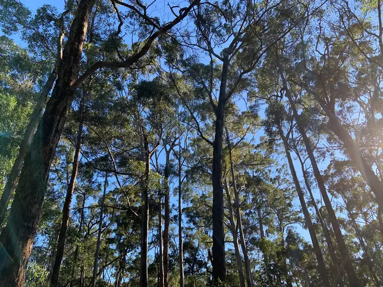 Seventh view of Homely land listing, Lot 18 KARRI LANE, Quinninup WA 6258