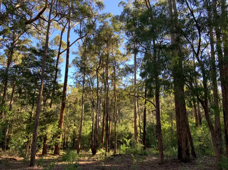 Lot 85 KARRI LANE, Quinninup WA 6258