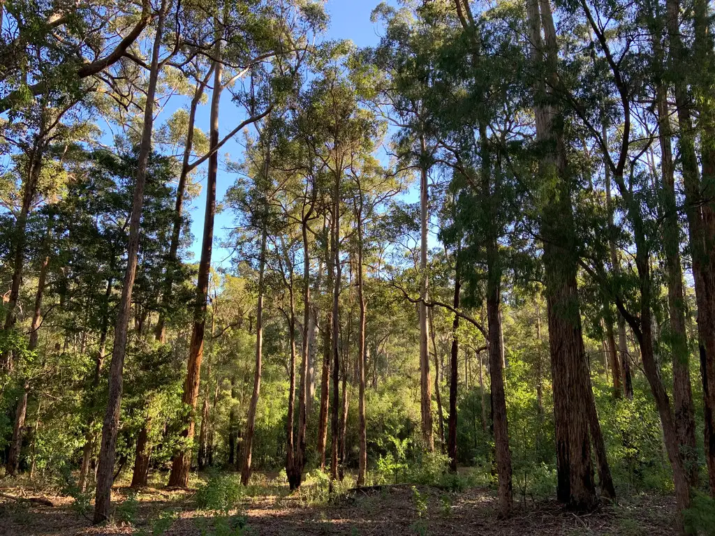 Main view of Homely land listing, Lot 85 KARRI LANE, Quinninup WA 6258