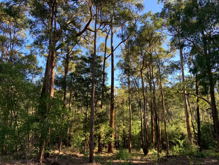 Second view of Homely land listing, Lot 85 KARRI LANE, Quinninup WA 6258