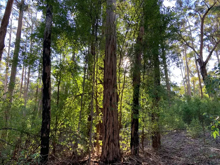 Fourth view of Homely land listing, Lot 85 KARRI LANE, Quinninup WA 6258