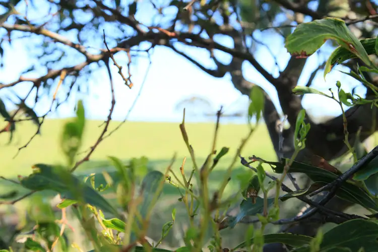 Second view of Homely land listing, Lot 123 Coastal Blvd, Ocean Grove VIC 3226