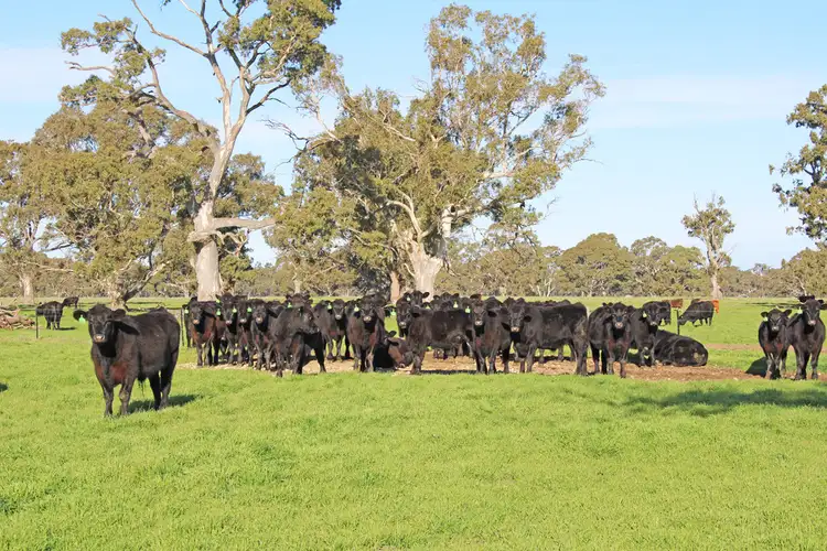 Third view of Homely rural property listing, 124 Pallants Road, Hynam SA 5262