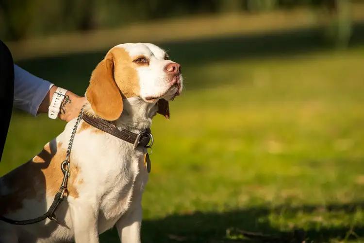 Fourth view of Homely land listing, Lot 109 Duneview Drive, Ocean Grove VIC 3226