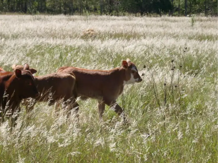 Fifth view of Homely rural property listing, 196 Ranger Road, Adare QLD 4343