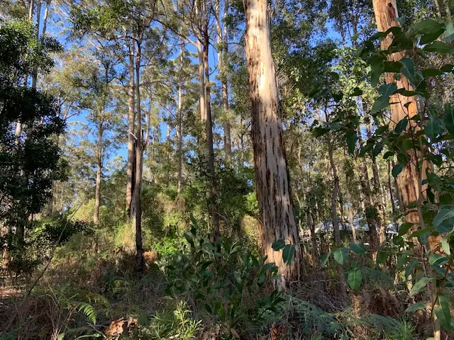 Lot 115 KARRI LANE, Quinninup WA 6258