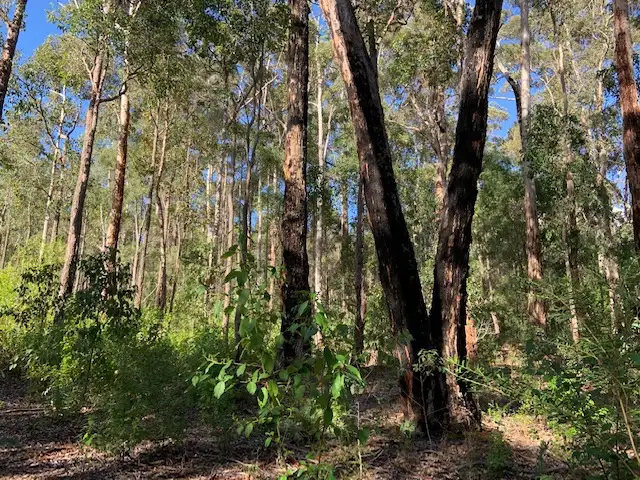 Fourth view of Homely land listing, Lot 115 KARRI LANE, Quinninup WA 6258