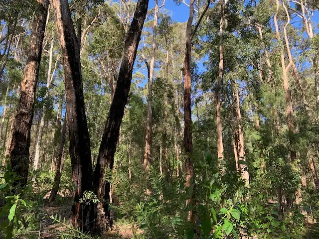 Sixth view of Homely land listing, Lot 115 KARRI LANE, Quinninup WA 6258