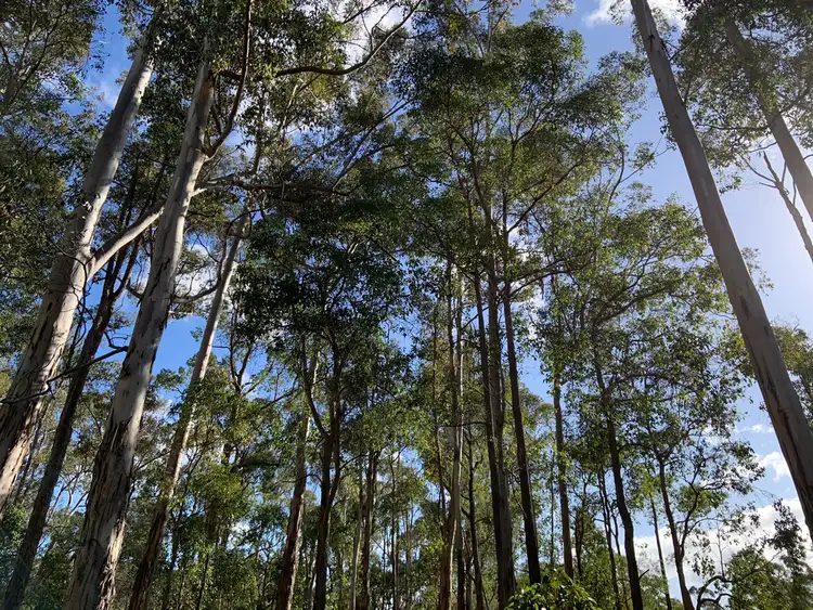 Third view of Homely land listing, Lot 168 KARRI LANE, Quinninup WA 6258