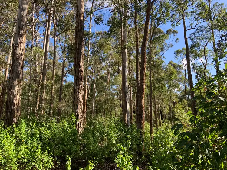Fourth view of Homely land listing, Lot 168 KARRI LANE, Quinninup WA 6258
