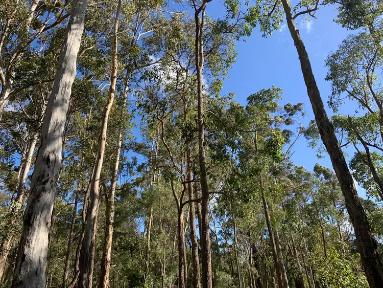Sixth view of Homely land listing, Lot 168 KARRI LANE, Quinninup WA 6258