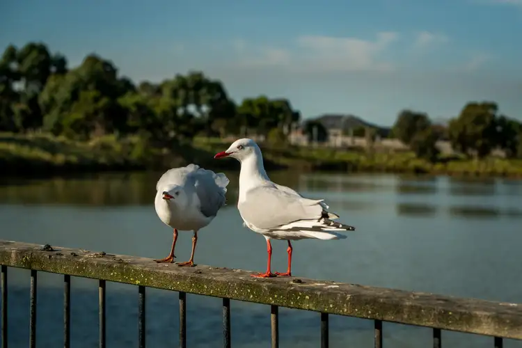 Fifth view of Homely land listing, Lot 120 Coastal Blvd, Ocean Grove VIC 3226