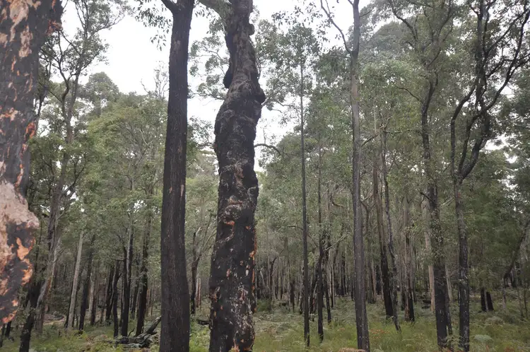 Lot 22 KARRI LANE, Quinninup WA 6258