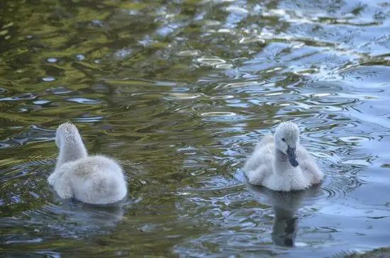 Seventh view of Homely land listing, 8B Sunhaven Avenue, Athelstone SA 5076