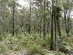 Main view of Homely land listing, LOT 164 KARRI LANE, Quinninup WA 6258