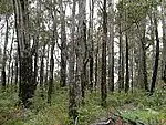 Third view of Homely land listing, LOT 164 KARRI LANE, Quinninup WA 6258