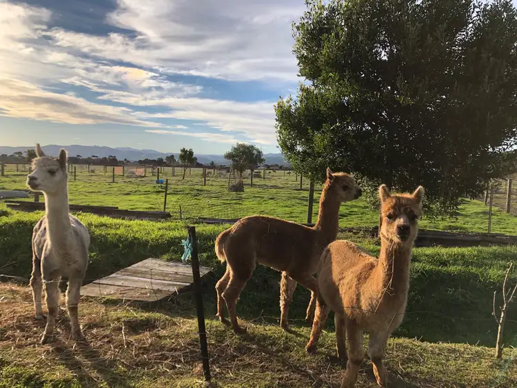 Fourth view of Homely rural property listing, 36 Lawsons Rd, Toora VIC 3962