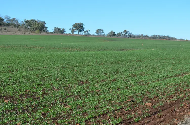 Sixth view of Homely rural property listing, 1071 Oakey-Pittsworth Road, Aubigny QLD 4401