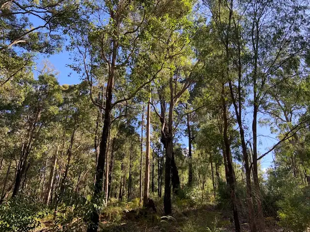 LOT 23 KARRI LANE, Quinninup WA 6258