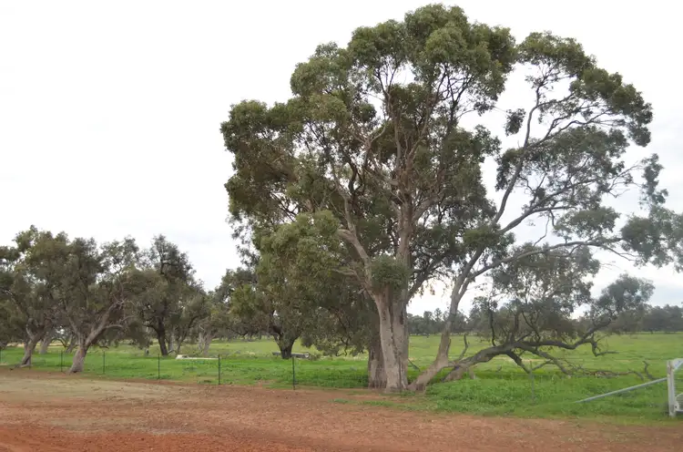 Sixth view of Homely rural property listing, 1 Devlins Bridge Road, Narrandera NSW 2700