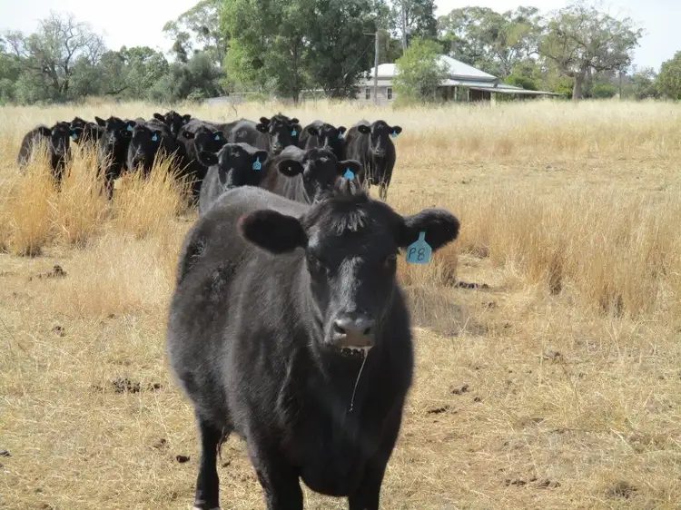 240 ACRES GRAIN & GRAZING, Bell QLD 4408
