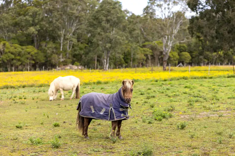 Second view of Homely rural property listing, 25 Sunrise Lane, Wingham NSW 2429