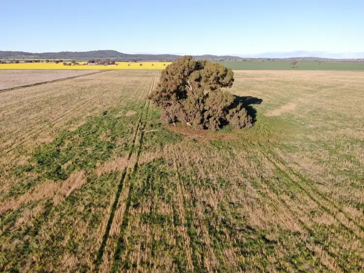 Sixth view of Homely rural property listing, 311 O'Sheas Road, Euberta NSW 2650