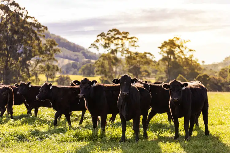 Fifth view of Homely rural property listing, 495 Comboyne Road, Wingham NSW 2429