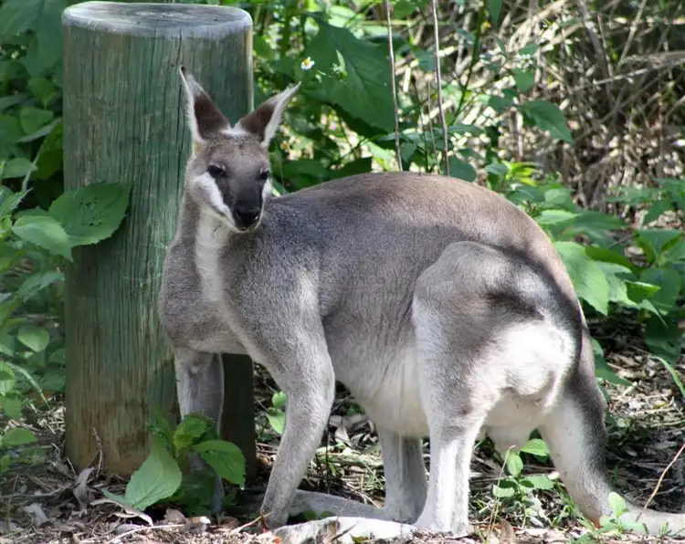 Second view of Homely land listing, Lot 6 7 William Street, Landsborough QLD 4550