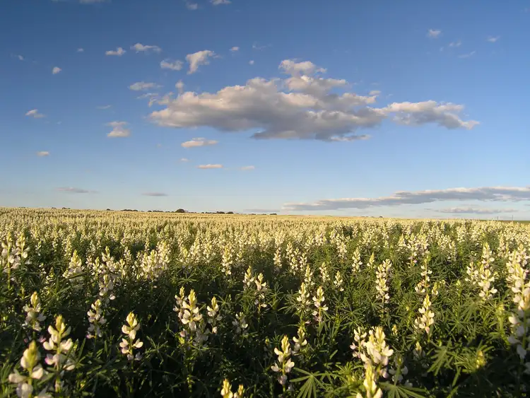 Second view of Homely rural property listing, 596 Mulcahy Road, Hyden WA 6359