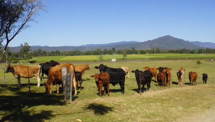 Sixth view of Homely rural property listing, 284 Owens Creek Loop Road, Gargett QLD 4741