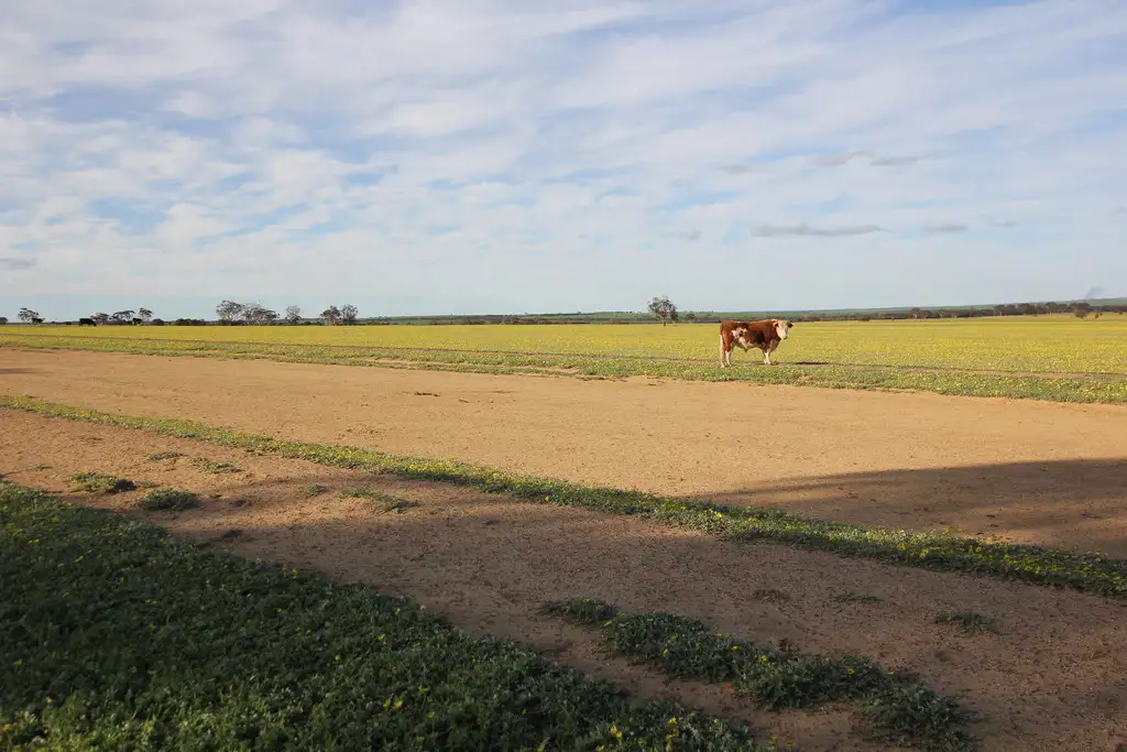 Main view of Homely rural property listing, 1953 Wogarl East Road, Cramphorne WA 6420