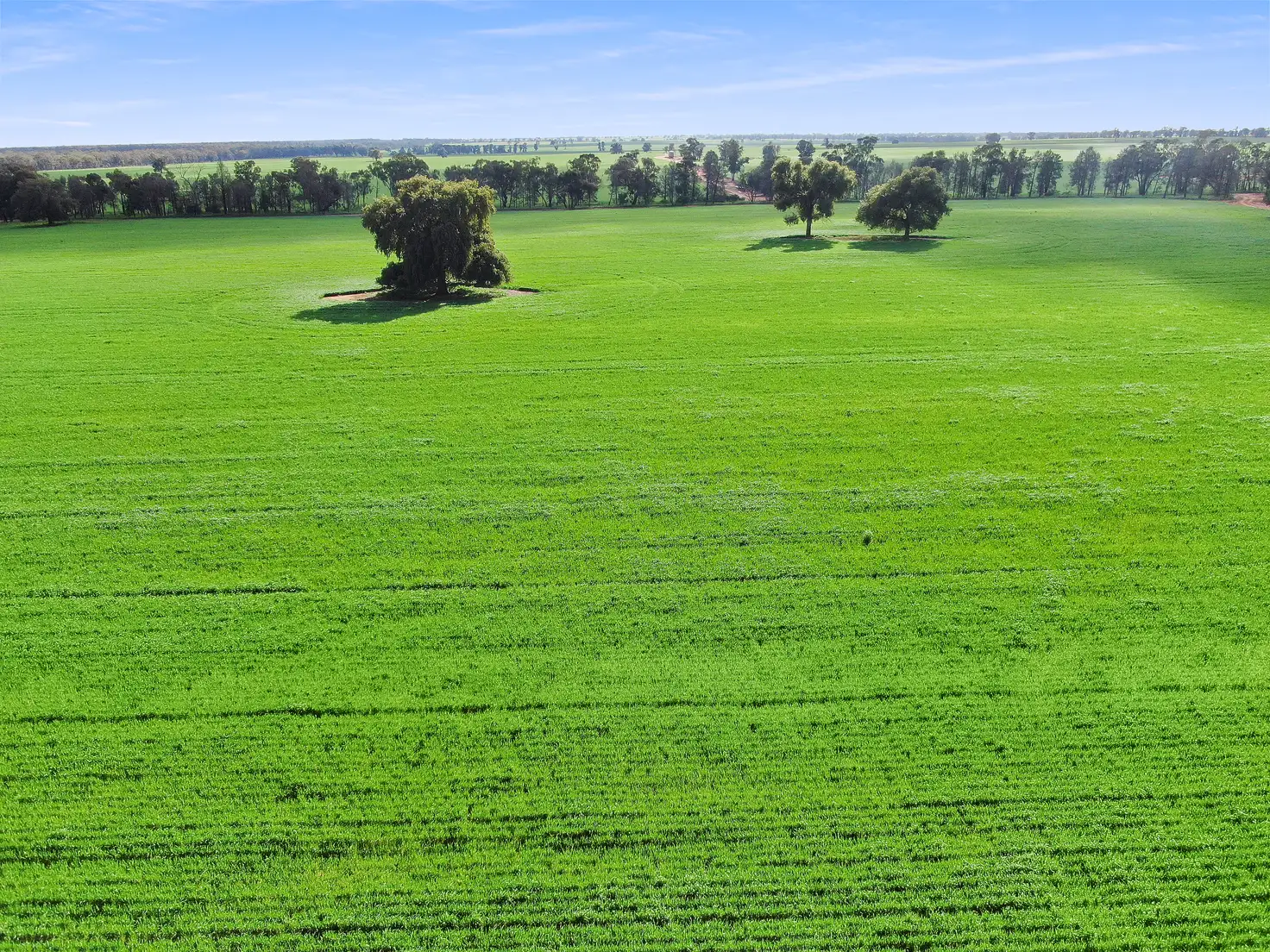 Main view of Homely rural property listing, 317 Fischers Road, Boree Creek NSW 2652