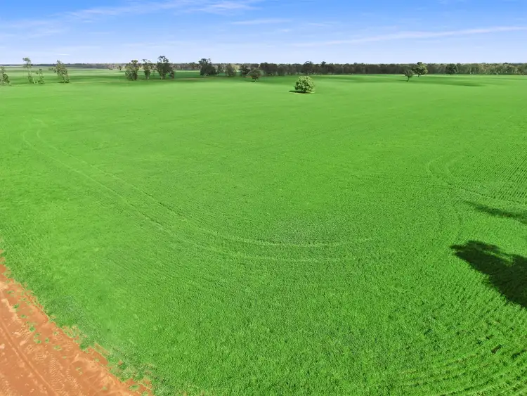 Second view of Homely rural property listing, 317 Fischers Road, Boree Creek NSW 2652