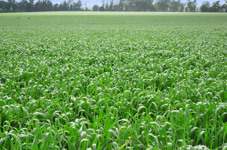 Third view of Homely rural property listing, 317 Fischers Road, Boree Creek NSW 2652