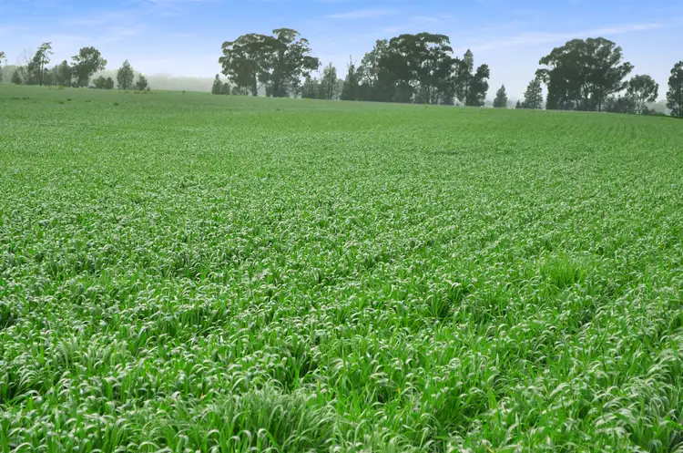 Fourth view of Homely rural property listing, 317 Fischers Road, Boree Creek NSW 2652