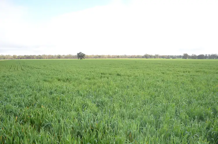 Sixth view of Homely rural property listing, 317 Fischers Road, Boree Creek NSW 2652