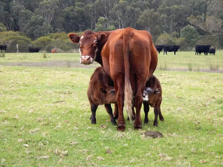 Sixth view of Homely land listing, 952 Richardson Rd, Northcliffe WA 6262
