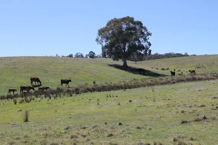 Main view of Homely rural property listing, 24b Wallawaugh Road, Mudgee NSW 2850