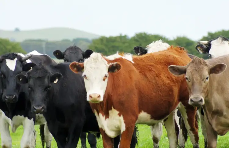 Seventh view of Homely rural property listing, Address available on request